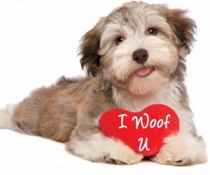 iwoofyou looking for a valentines date