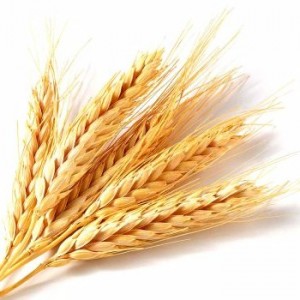 is wheat causing Gluten Sensitivity