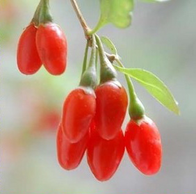 fresh raw gogiberry are the best foods