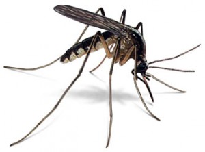 how to naturally get rid of bugs and insects