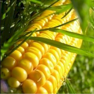 modified corn