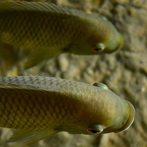 two fish in a bowl