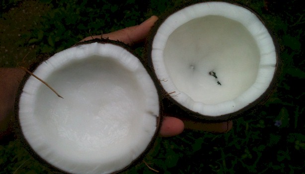 4-healthyfoods